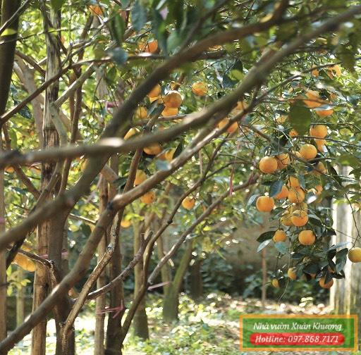 CÂY Cam xã đoài 4