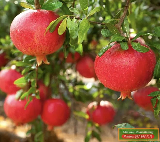 CÂY LỰU ĐỎ ẤN ĐỘ (1)