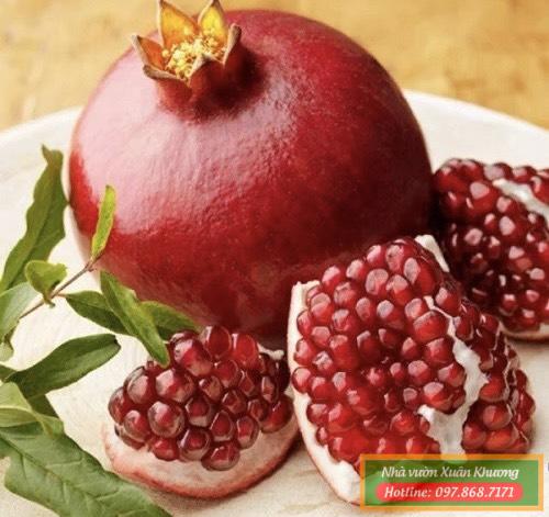 QUẢ LỰU ĐỎ ẤN ĐỘ (4)