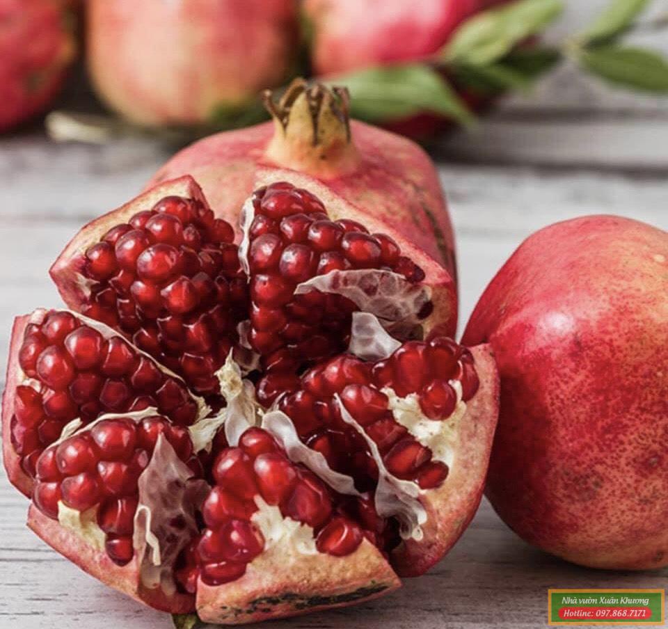 QUẢ LỰU ĐỎ ẤN ĐỘ (6)