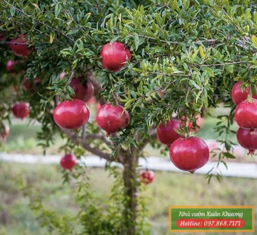 QUẢ LỰU ĐỎ ẤN ĐỘ (7)