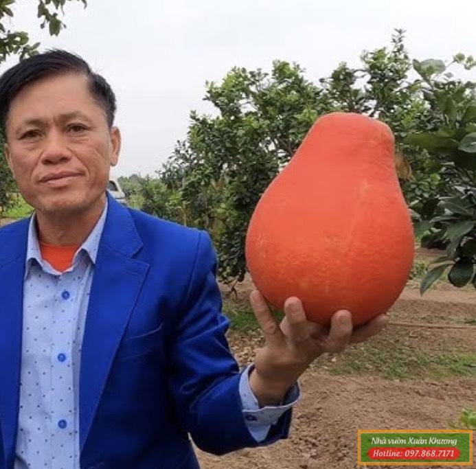 bưởi đỏ lê ngọt (1)