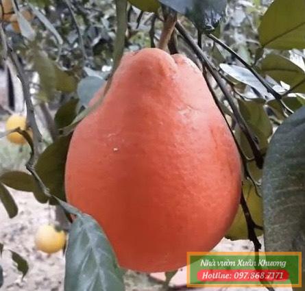 bưởi đỏ lê ngọt (2)