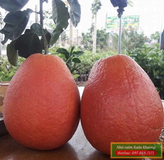 bưởi đỏ lê ngọt (3)