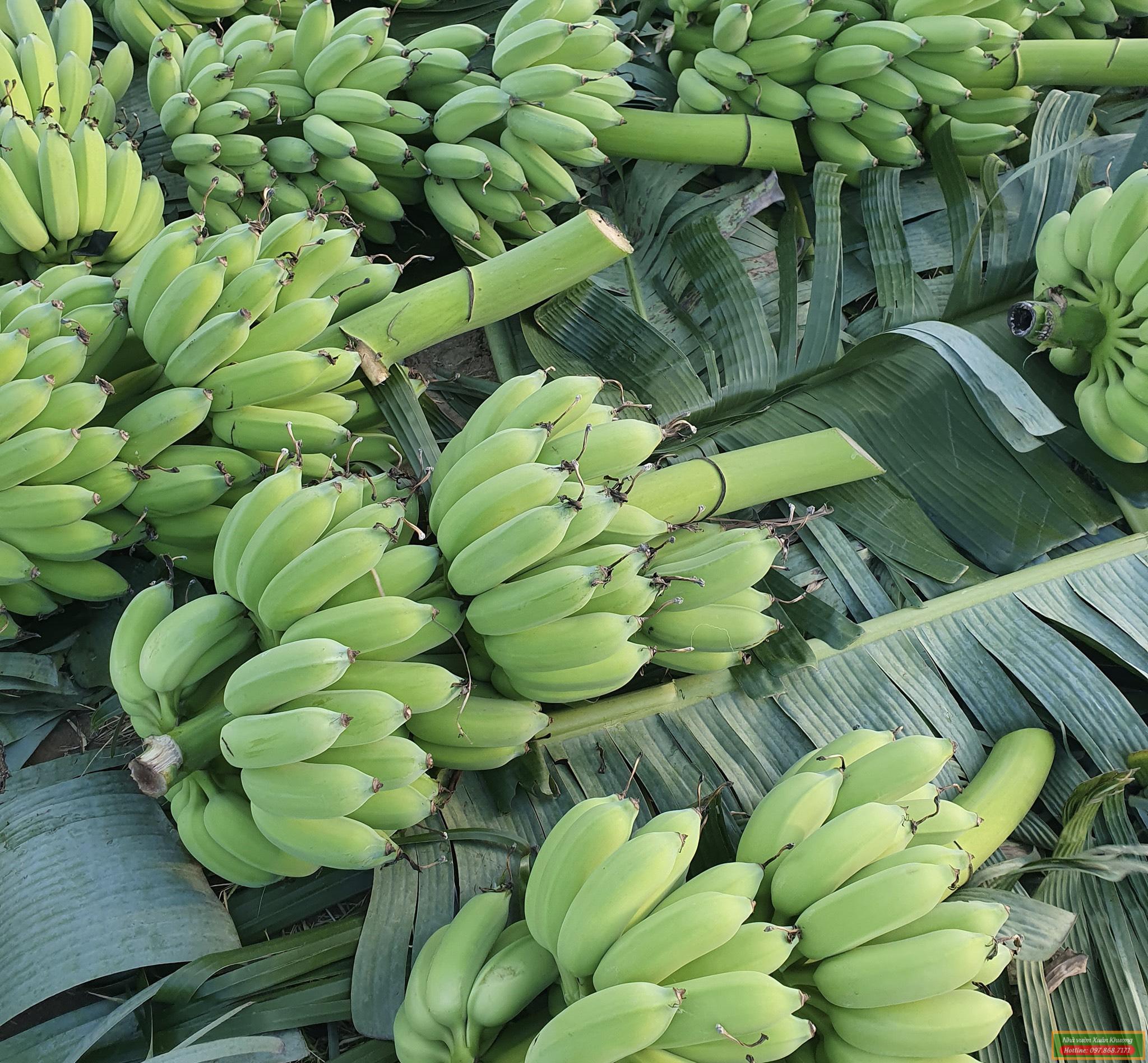 buồng chuối tây thái