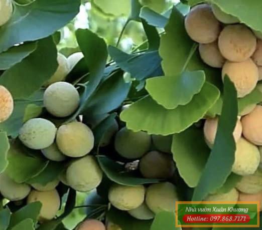 cây bạch quả ngân hạnh (3)