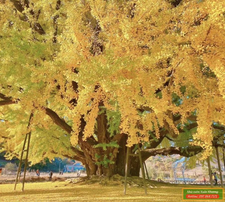 cây bạch quả ngân hạnh cổ thụ