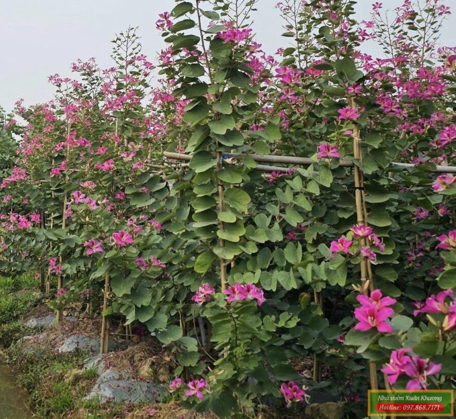 cây ban tím hoàng hậu (1)