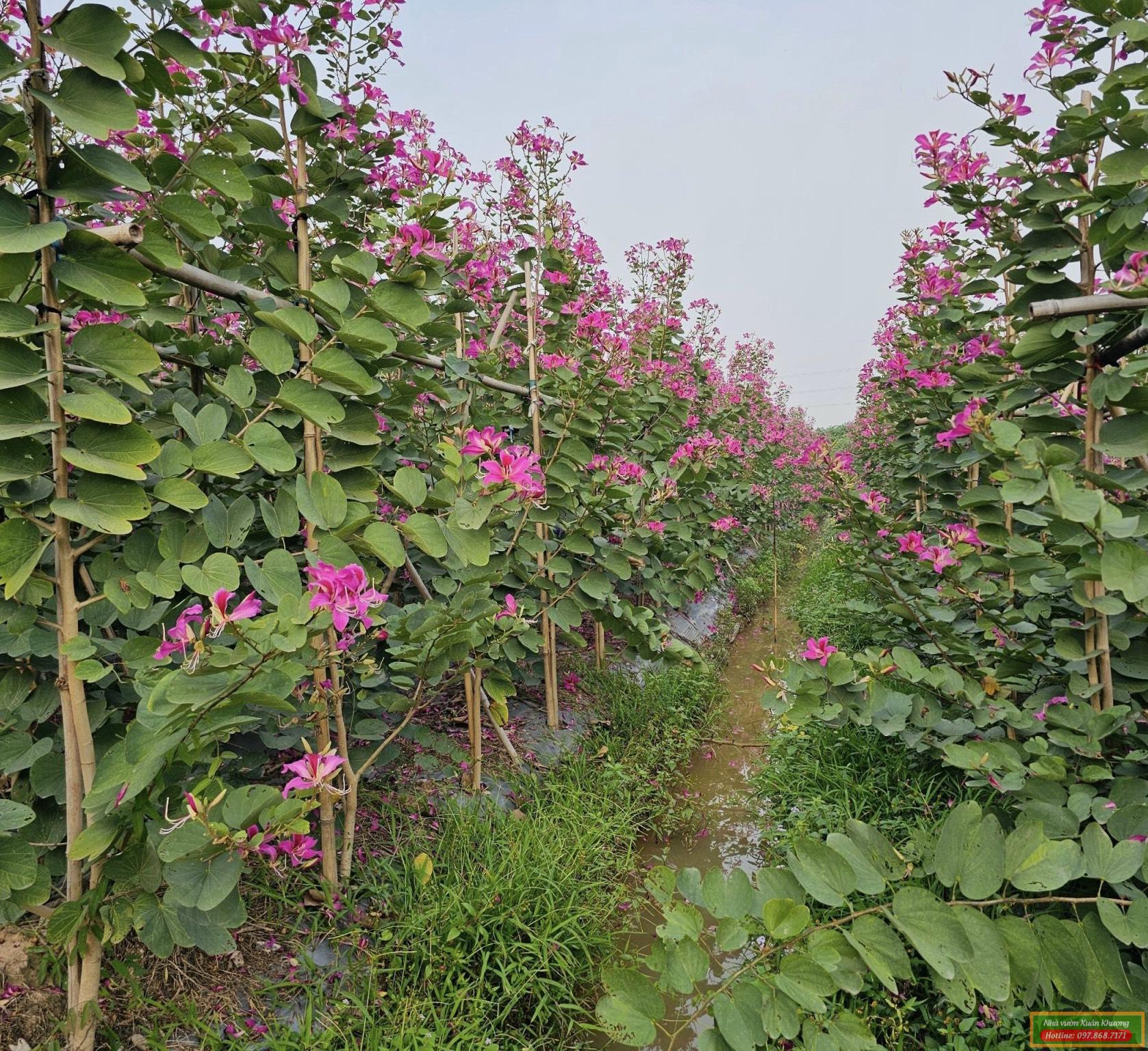 cây ban tím hoàng hậu (2)