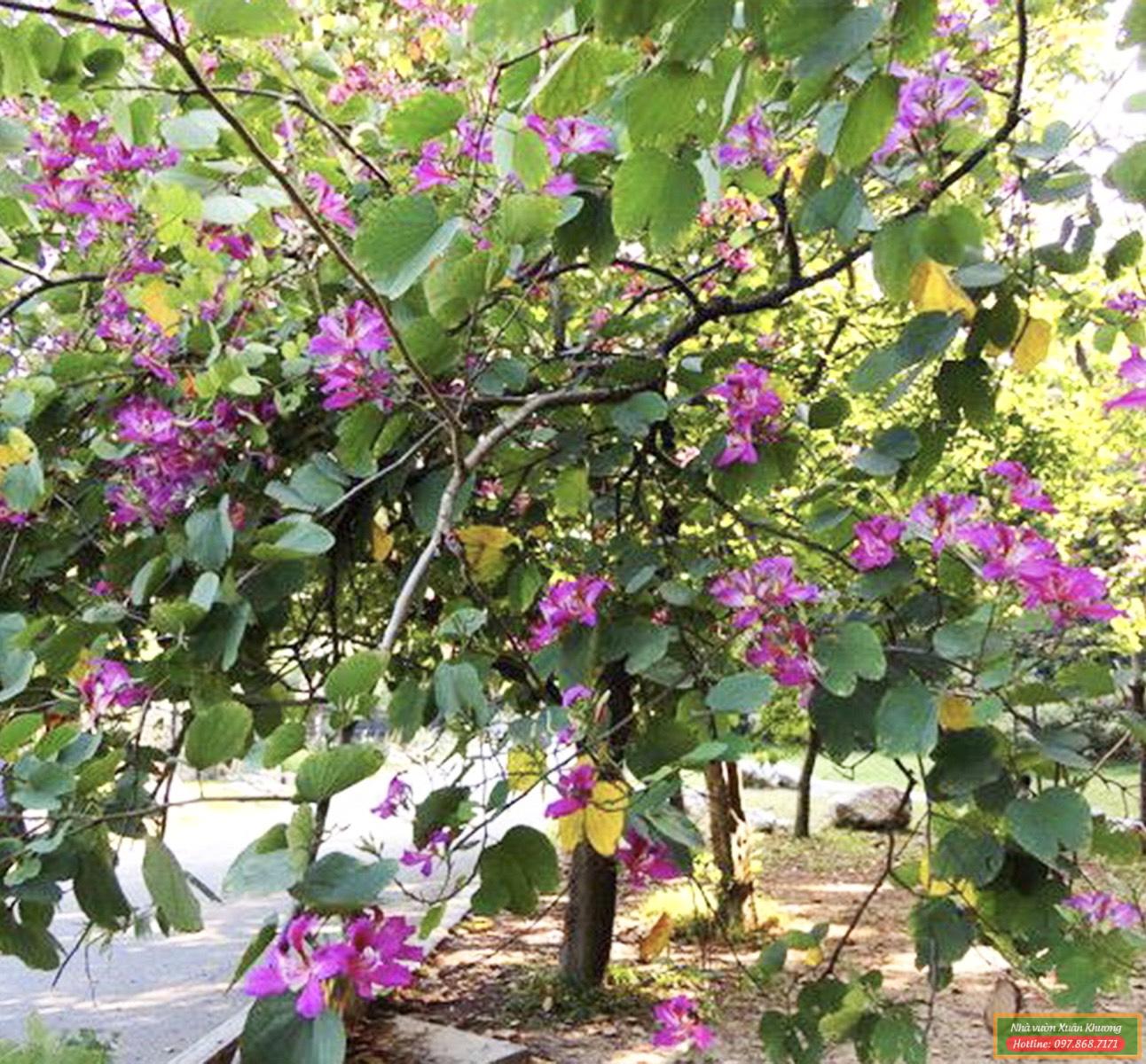 cây ban tím hoàng hậu (3)