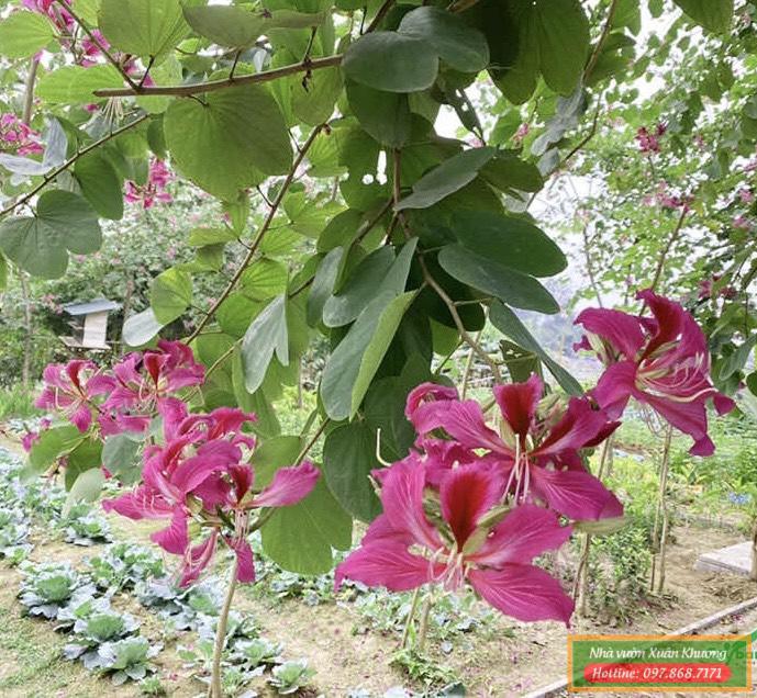 cây ban tím hoàng hậu (4)