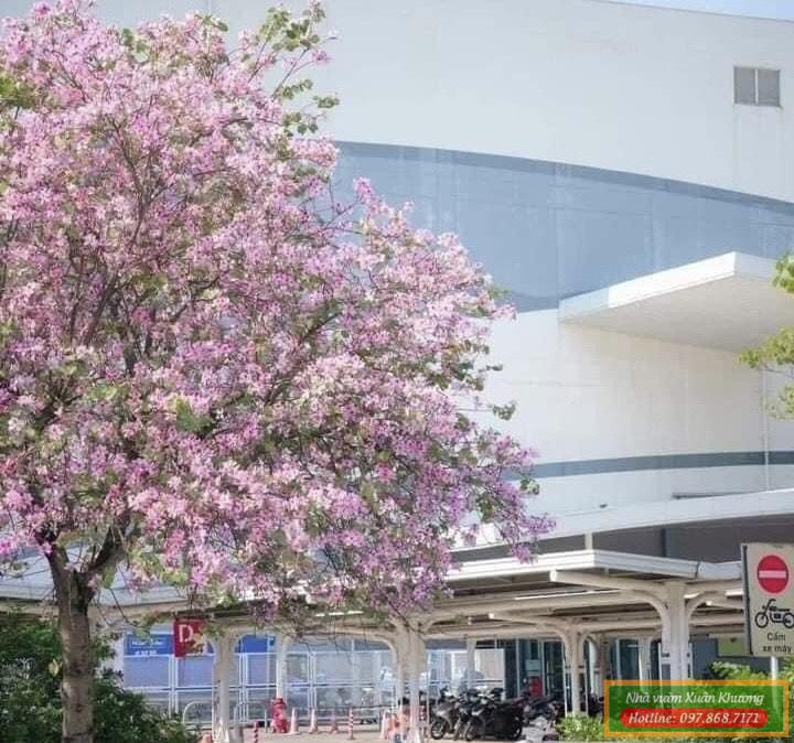 cây ban trắng tây bắc (1)