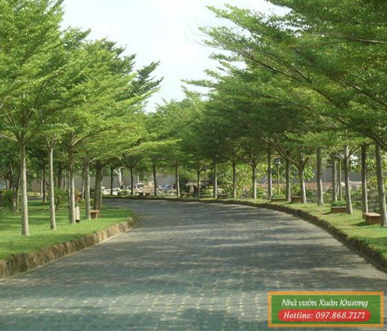 cây bàng đài loan (1)