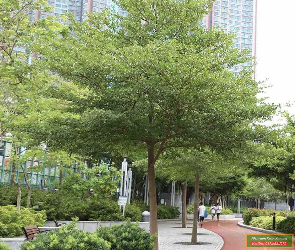 cây bàng đài loan (3)