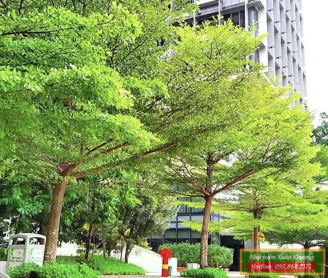 cây bàng đài loan (4)