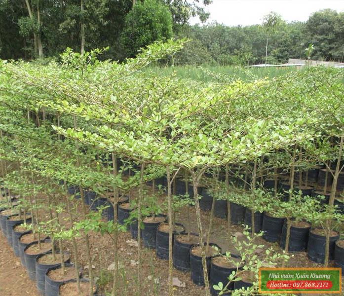 cây bàng đài loan giống