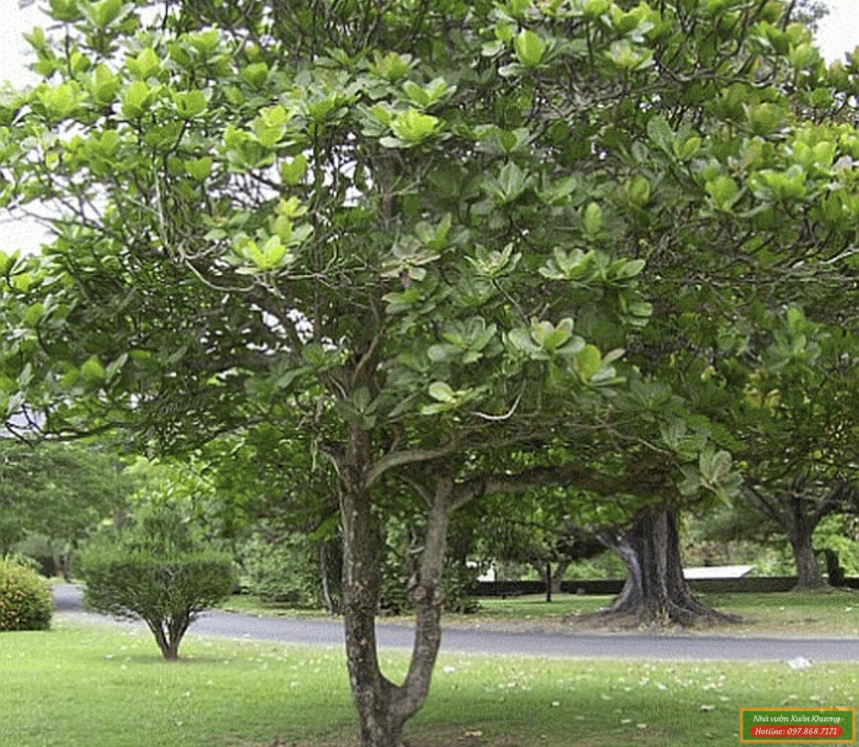 cây bàng ta (1)