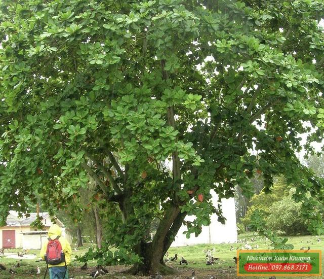 cây bàng ta (2)