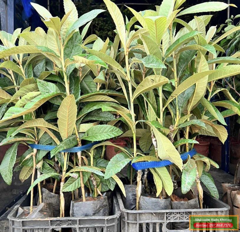 cây biwa nhót nhật giống