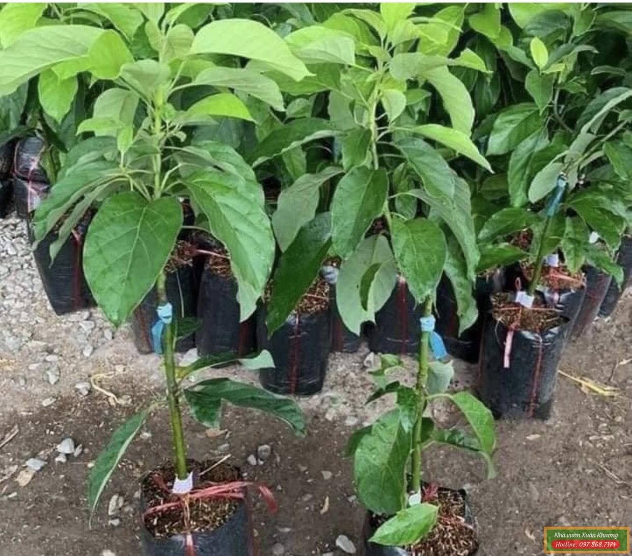 cây bơ 034 giống (2)