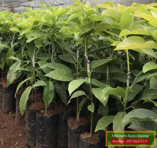 cây bơ booth giống (1)