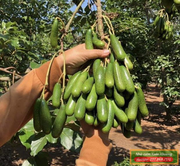 cây bơ không hạt