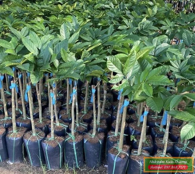 cây bòn bon thái giống (1)