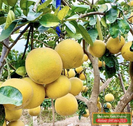 cây bưởi diễn (1)