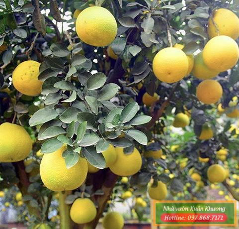 cây bưởi diễn (2)