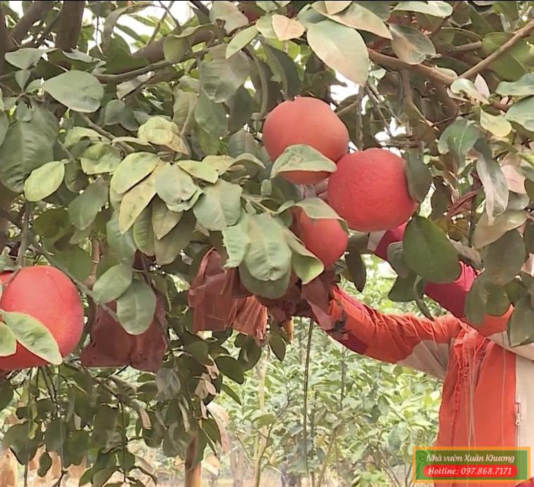 cây bưởi đỏ đông cao (1)