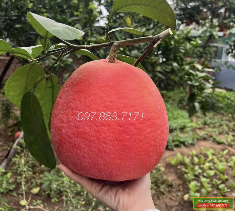 cây bưởi đỏ đông cao (2)