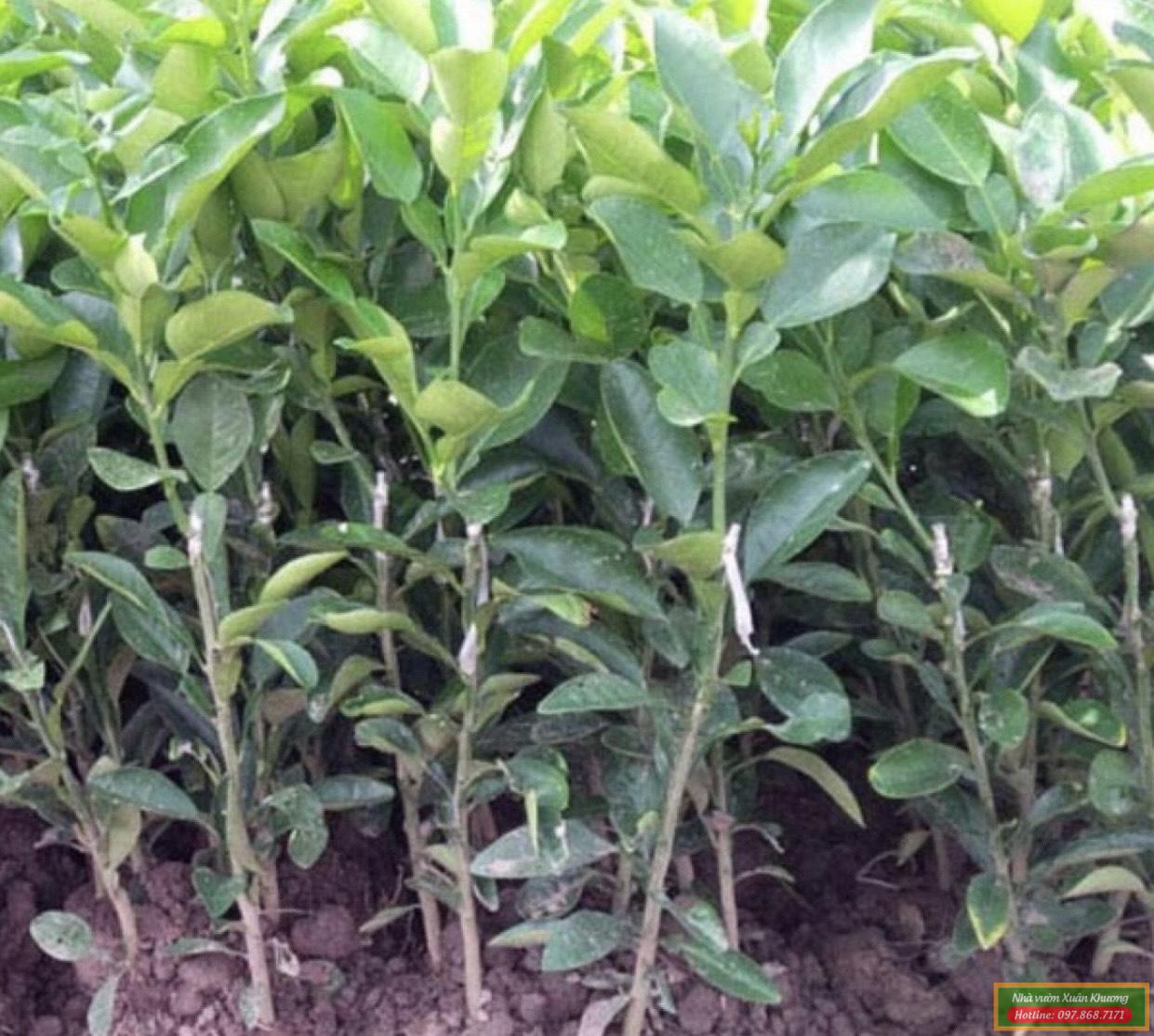 cây bưởi đỏ tiến vua giống