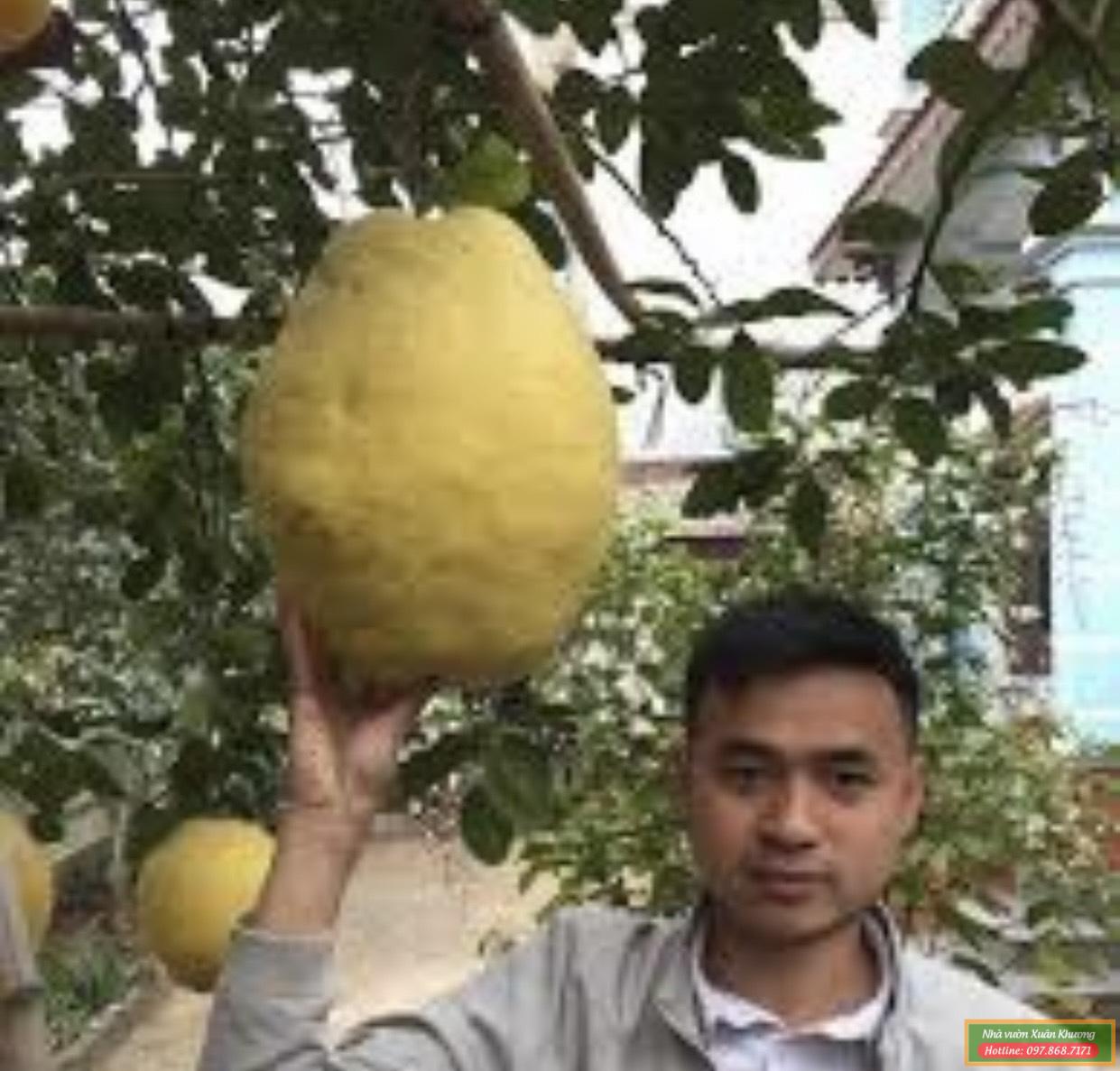 cây bưởi kỳ đà