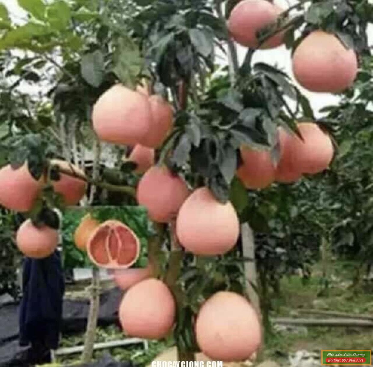 cây bưởi phúc kiến (1)