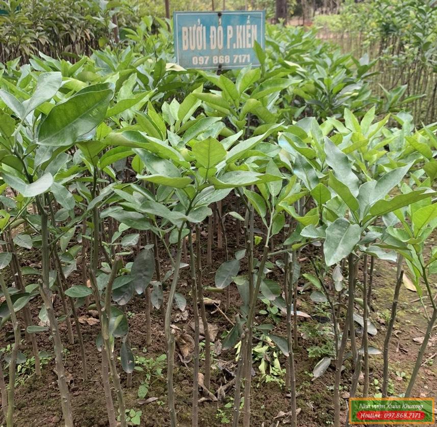 cây bưởi phúc kiến giống