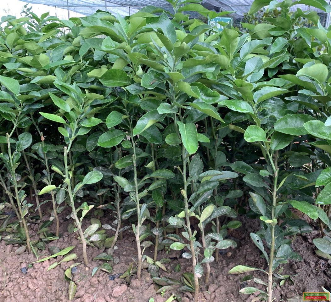 cay bưởi ruby giống (1)