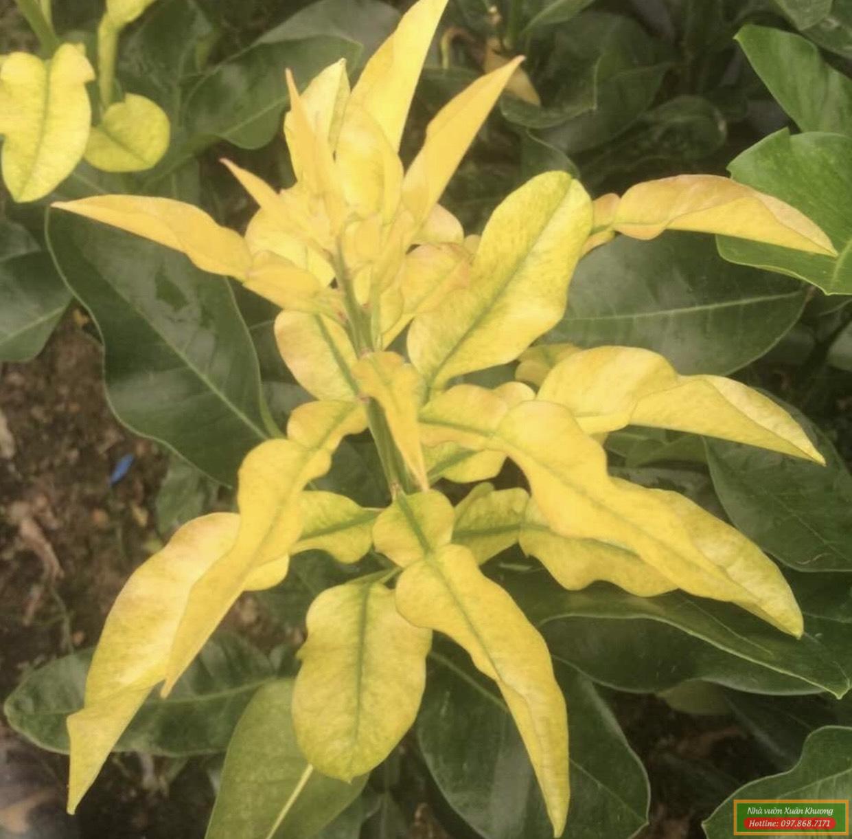 cây bưởi vàng giống (2)