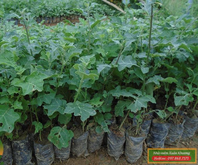 cây cà gai leo (1)