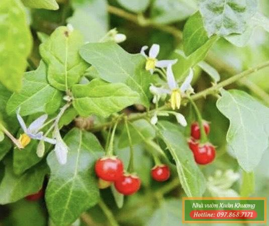 cây cà gai leo (2)