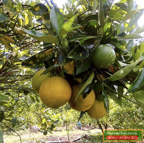 cây cam cara ruột đỏ