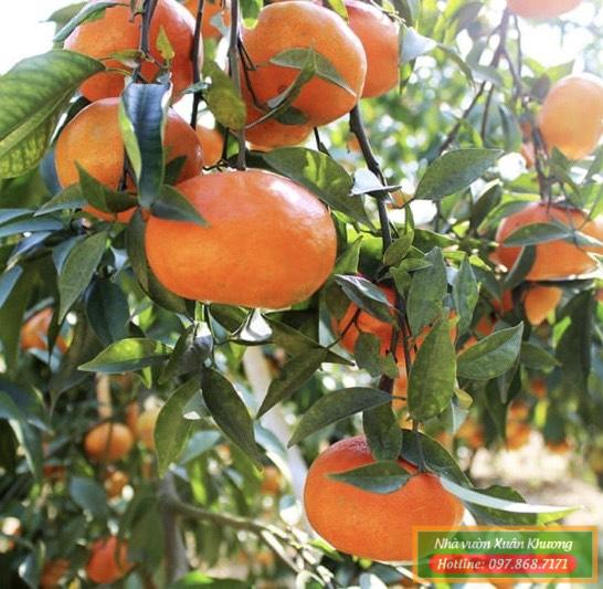 cây cam đường canh (1)