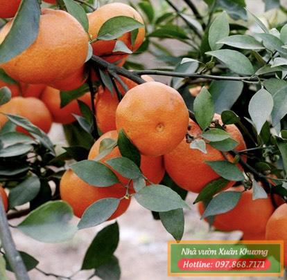 cây cam đường canh (2)