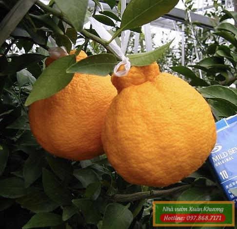 cây cam sumo nhật bản (1)