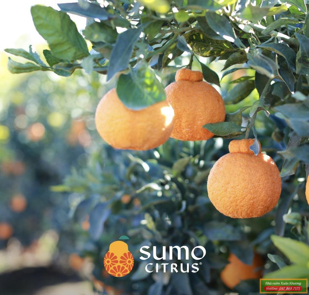 cây cam sumo nhật bản (2)