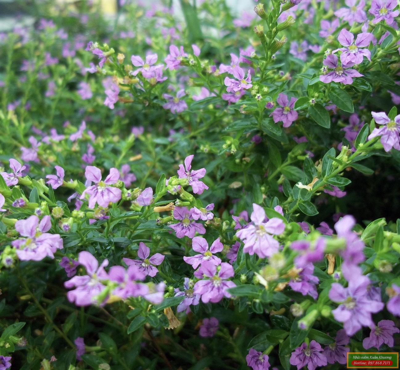 cây cẩm tú mai (2)