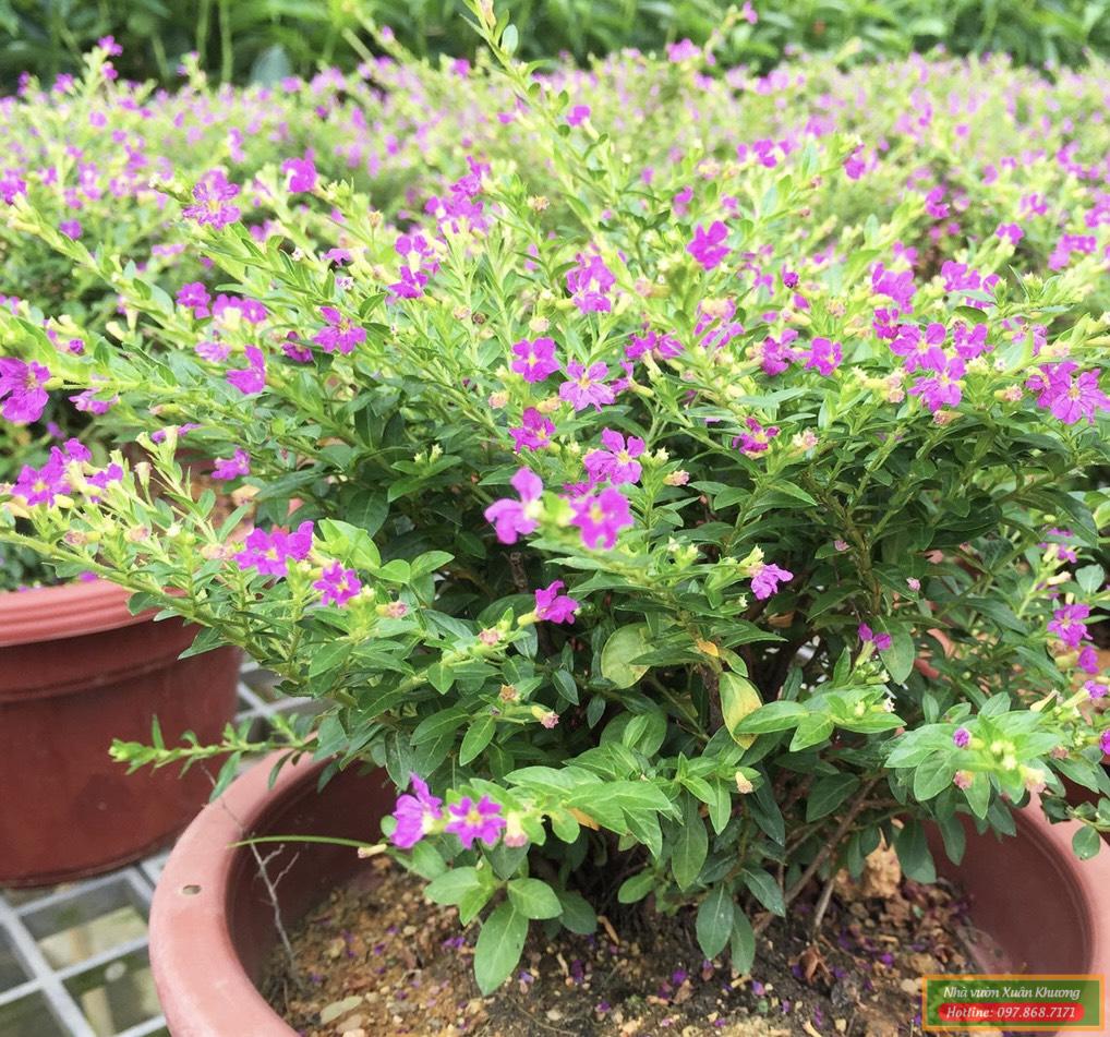 cây cẩm tú mai (4)