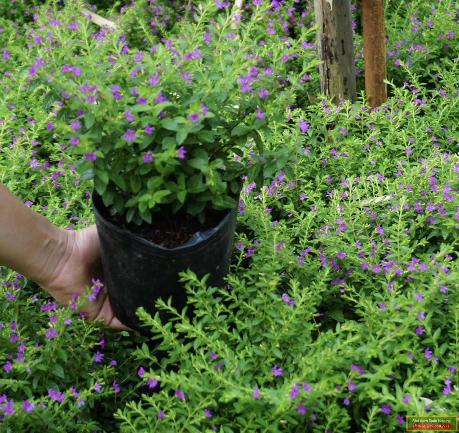 cây cẩm tú mai giống