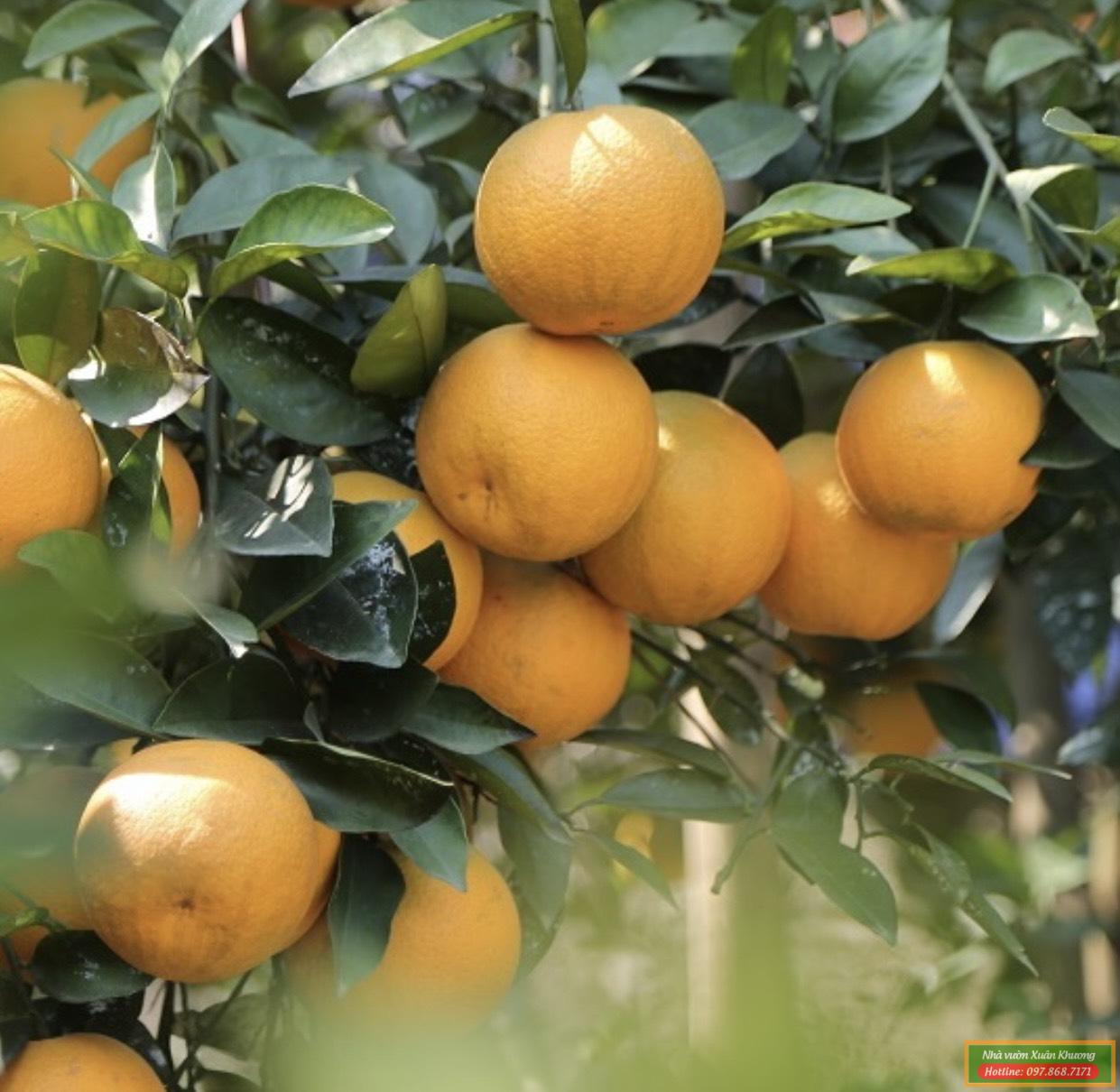 cây cam xã đoài (1)