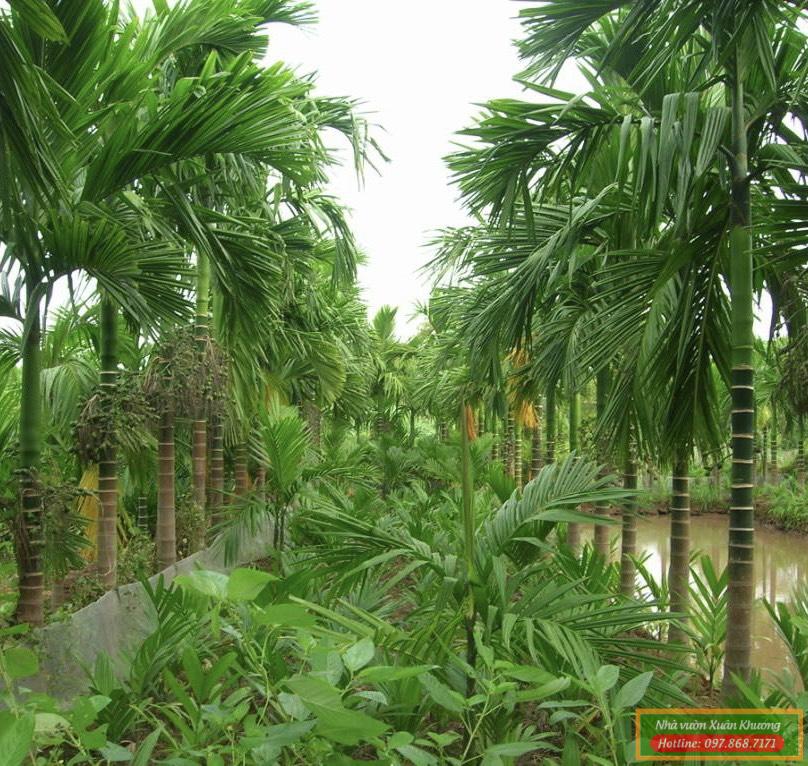 cây cau tứ quý (1)