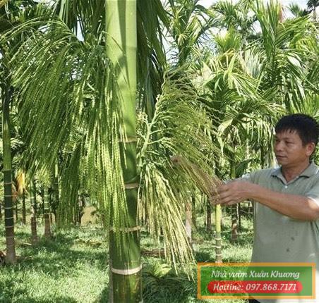 cây cau tứ quý (2)